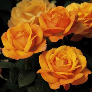 GOOD AS GOLD™ HYBRID TEA ROSE