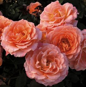 JUMP FOR JOY™ FLORIBUNDA ROSE