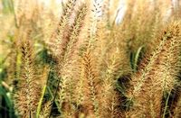 BLACK FOUNTAIN GRASS