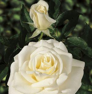 JOHN F. KENNEDY HYBRID TEA ROSE