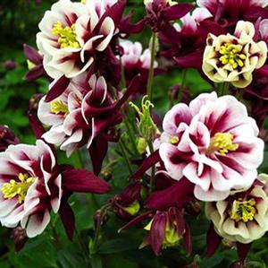 WINKY DOUBLE RED & WHITE COLUMBINE