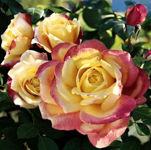 BELLA'ROMA HYBRID TEA ROSE