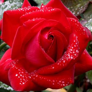 ALWAYS & FOREVER® HYBRID TEA ROSE