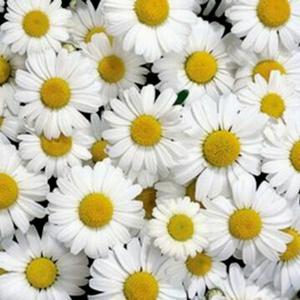 DARLING DAISY™ SHASTA DAISY
