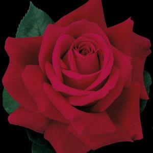 MISTER LINCOLN HYBRID TEA ROSE