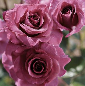 MELODY PARFUMEE™ GRANDIFLORA ROSE