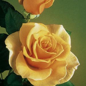 BRANDY HYBRID TEA ROSE