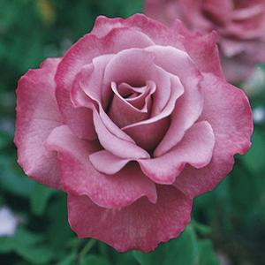 ANGEL FACE FLORIBUNDA ROSE