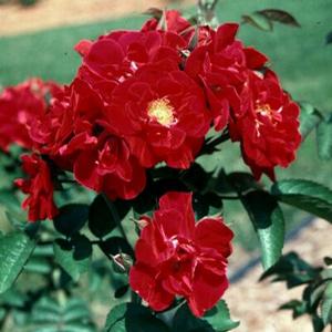 BLAZE IMPROVED CLIMBING ROSE