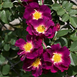 STORMY WEATHER™ CLIMBING ROSE