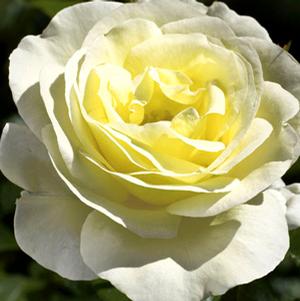 SUNSHINE DAYDREAM™ GRANDIFLORA ROSE