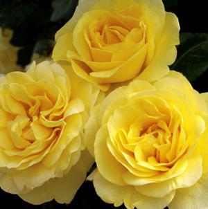 HAPPY GO LUCKY™ GRANDIFLORA ROSE