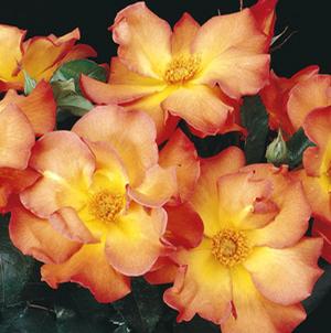 PLAYBOY FLORIBUNDA ROSE