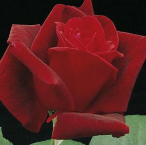 CHRYSLER IMPERIAL HYBRID TEA ROSE