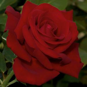 DROP DEAD RED™ FLORIBUNDA ROSE