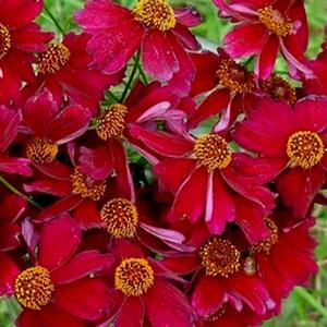 LIMEROCK RUBY TICKSEED