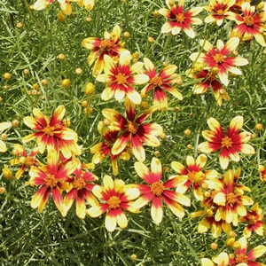 BENGAL TIGER TICKSEED