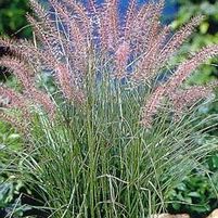 KARLEY ROSE FOUNTAIN GRASS