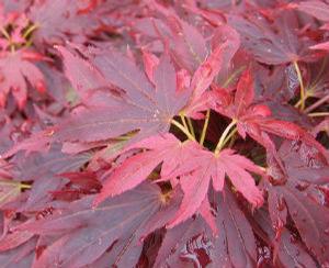 ARATAMA UPRIGHT JAPANESE MAPLE