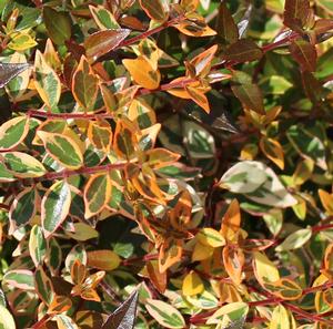 TWIST OF ORANGE™ ABELIA