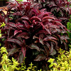 RED HOT EMBERS™ ARDISIA
