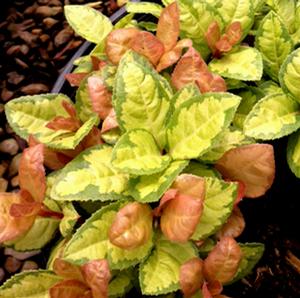 TREASURE CROWN™ ARDISIA