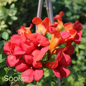 SUMMER JAZZ™ FIRE TRUMPET VINE