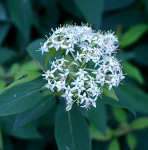 IRISH SETTER™ DOGWOOD