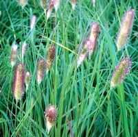 RED BUTTONS FOUNTAIN GRASS