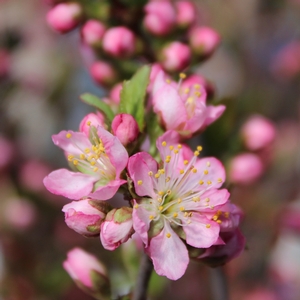 SWEET PINK™ BUSH CHERRY