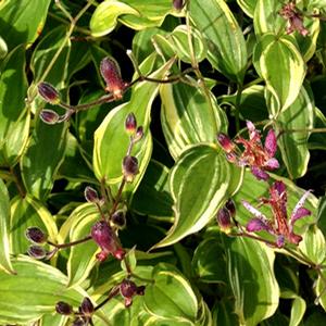 SUNNY SPIRIT™ TRICYRTIS