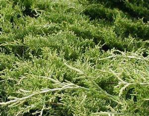 GOLD COAST® JUNIPER