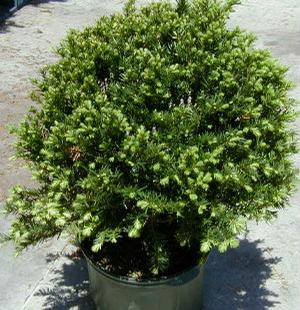 BROWN'S YEW