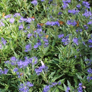 SAPPHIRE SURF™ BLUEBEARD