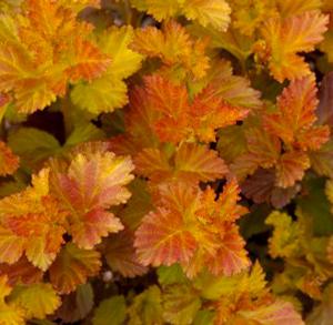 AMBER JUBILEE™ NINEBARK