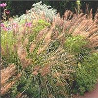 FOUNTAIN GRASS