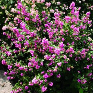 CANDY™ CORALBERRY