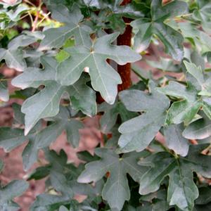 JADE PATINA™ HEDGE MAPLE