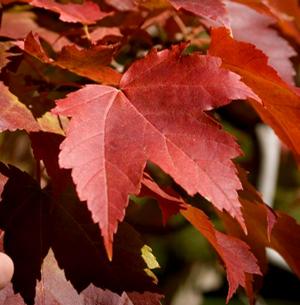 SCARLET JEWEL™ MAPLE