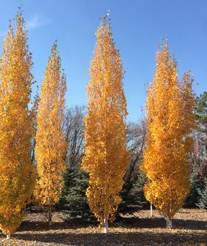 PARKLAND PILLAR® BIRCH