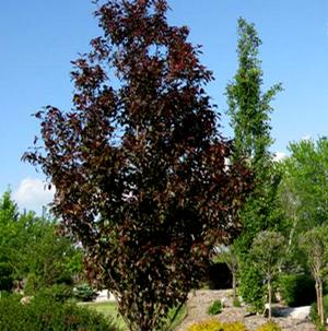 GLADIATOR™ CRABAPPLE