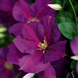 JACKMANII SUPERBA CLEMATIS