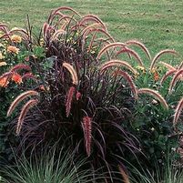 PURPLE FOUNTAIN GRASS