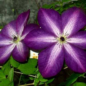 VITICELLA VENOSA VIOLACEA CLEMATIS