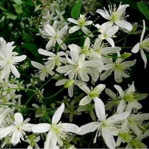 PANICULATA CLEMATIS
