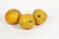 TAWARA ASIAN PEAR