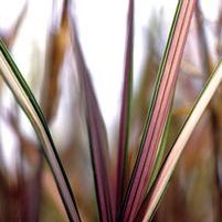 STRAWBERRIES AND CREAM RIBBON GRASS