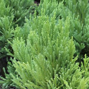 CHAPEL VIEW™ JAPANESE CEDAR