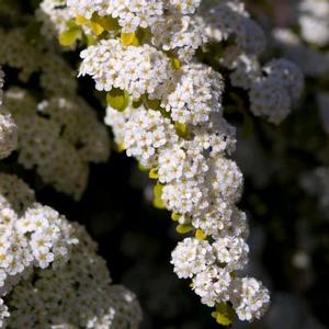 FIREGOLD® SPIRAEA