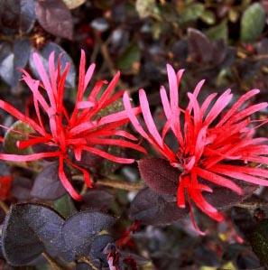 SPARKLING SANGRIA™ LOROPETALUM